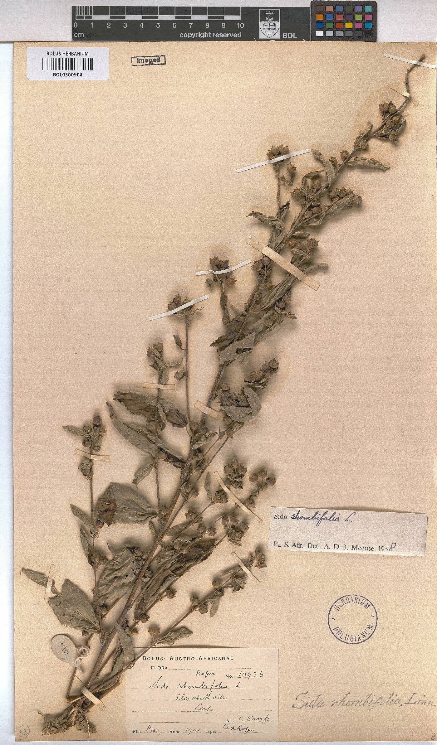 Sida image