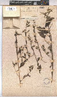 Sida rhombifolia image