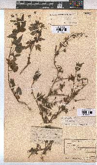 Sida ternata image
