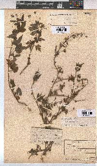 Sida ternata image