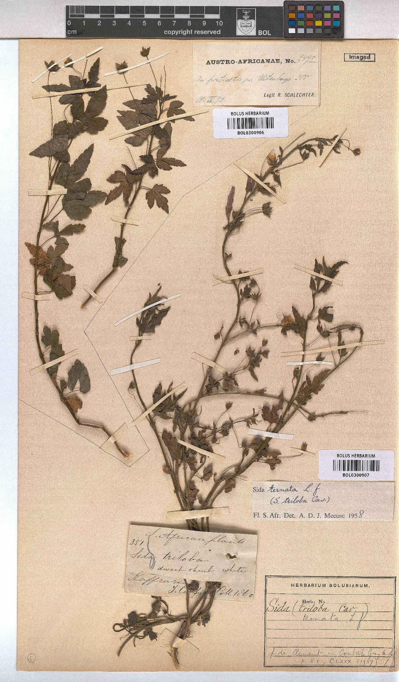 Sida ternata image