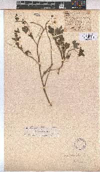 Sida ternata image