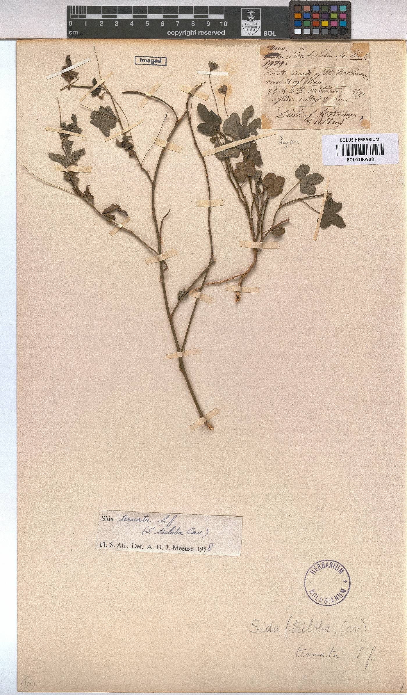 Sida ternata image