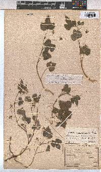 Sida ternata image