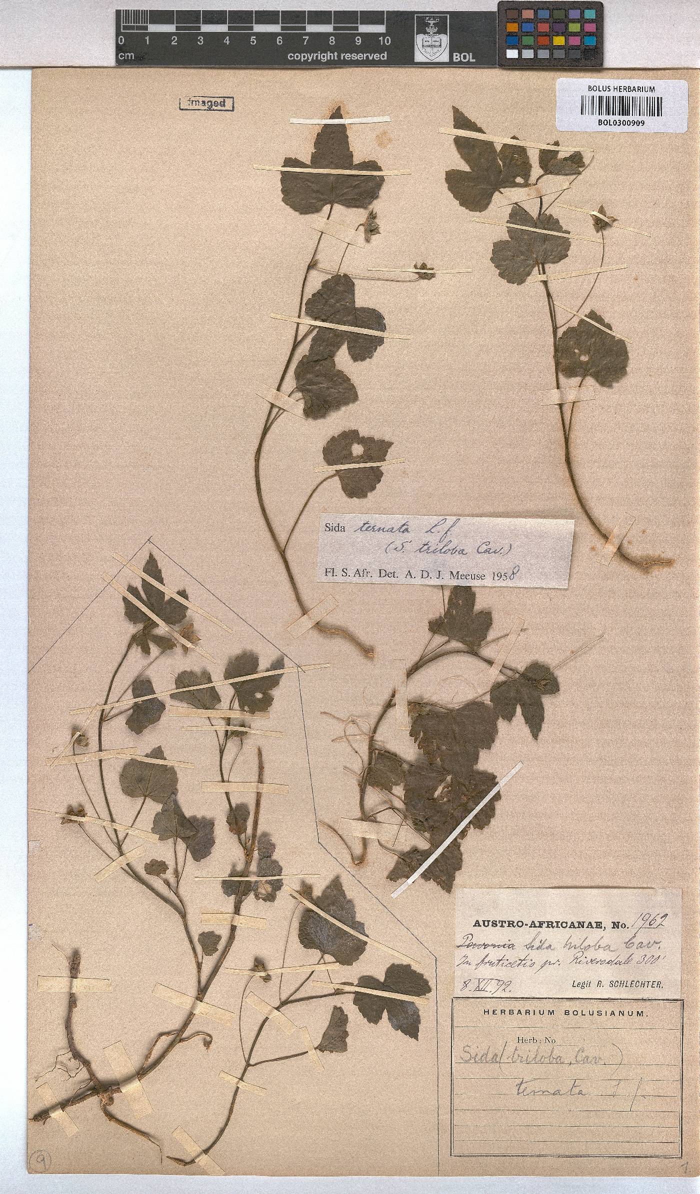 Sida ternata image