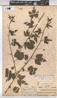 Sida ternata image