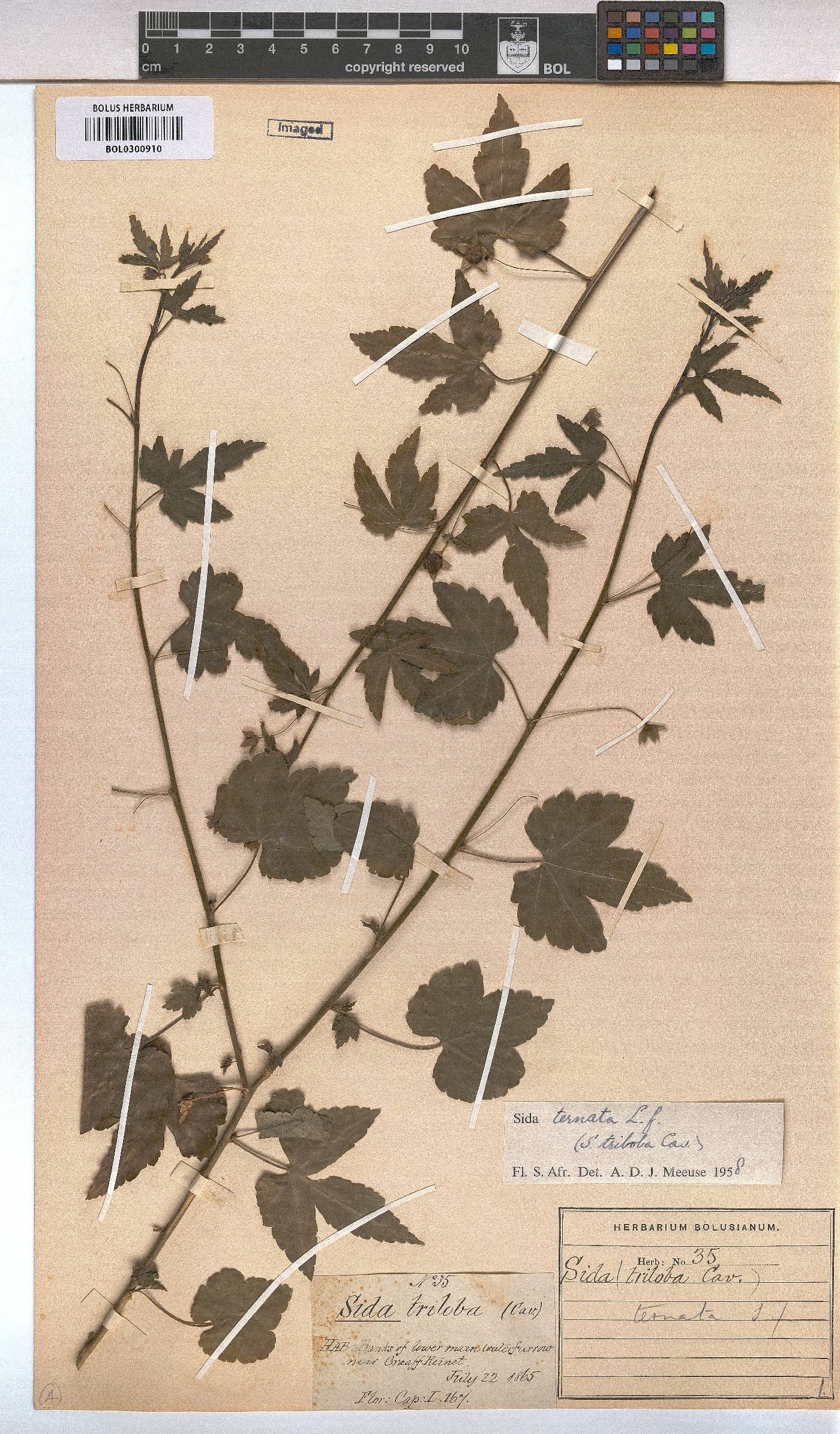 Sida ternata image