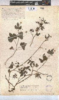 Sida ternata image