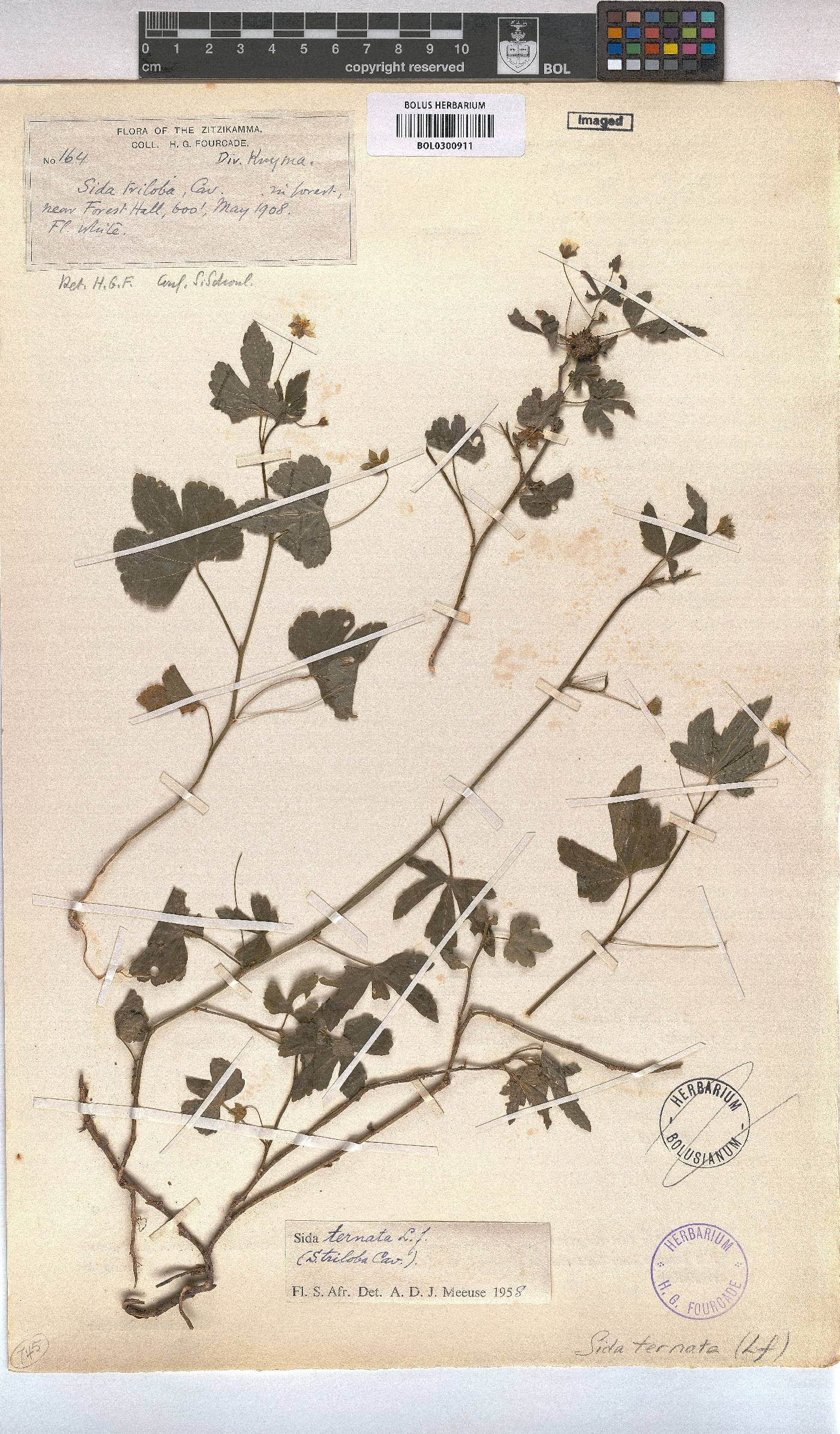 Sida ternata image