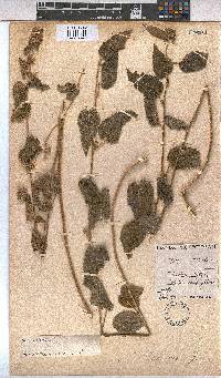 Sida urens image