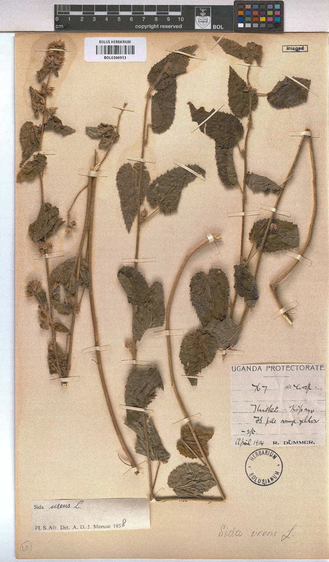 Sida urens image