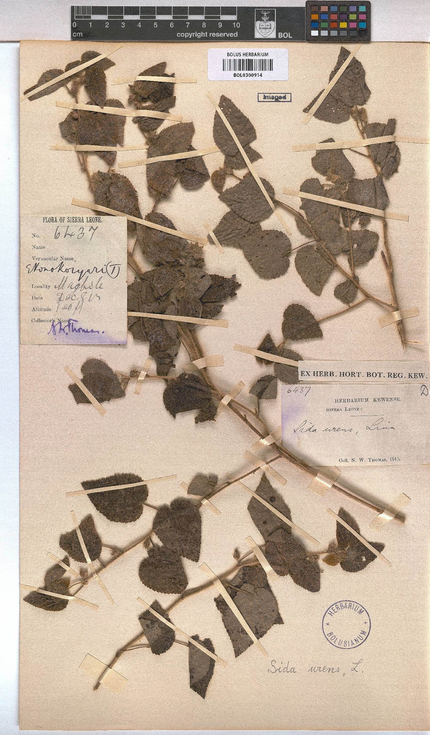 Sida urens image