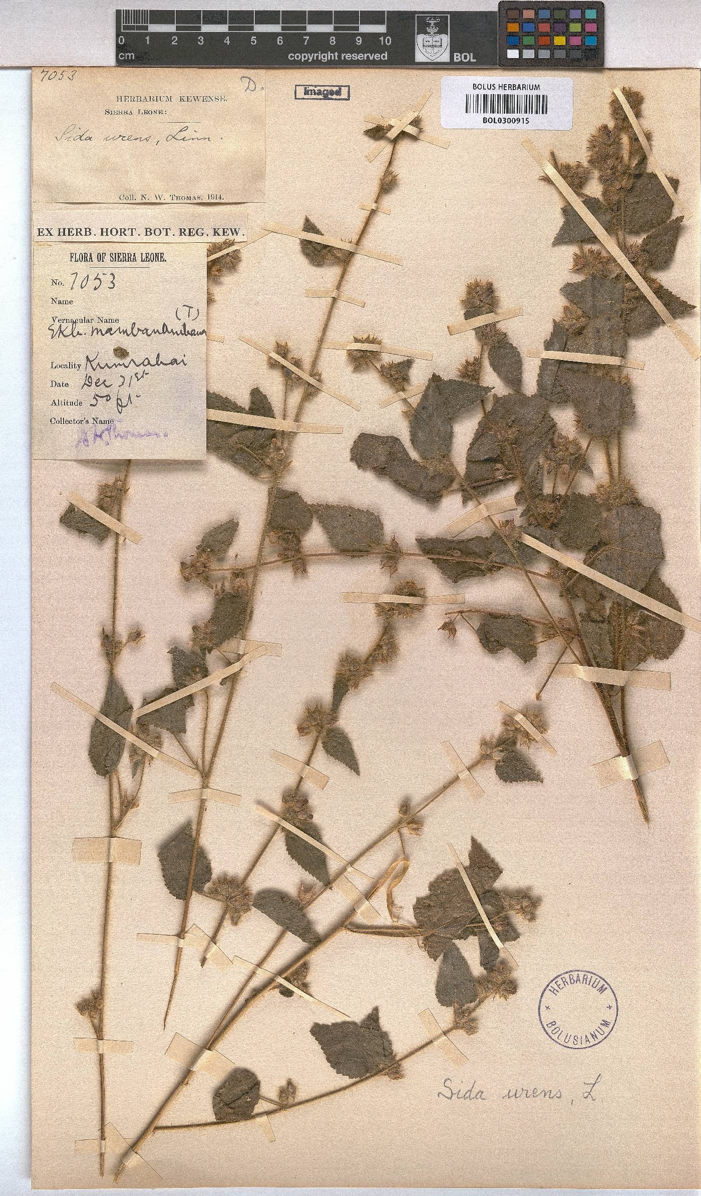 Sida urens image