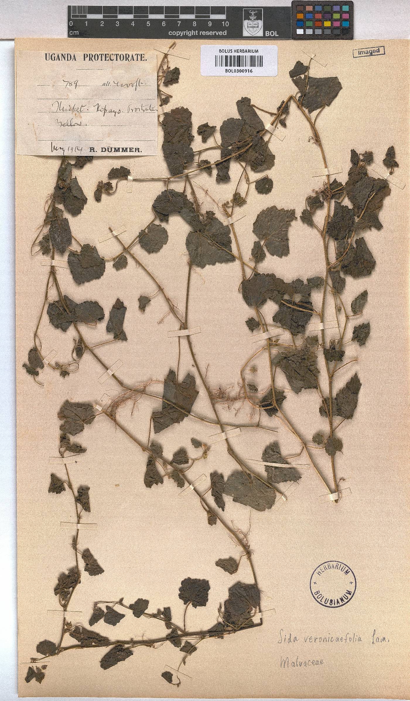 Sida cordata image