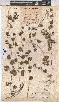 Sida cordata image