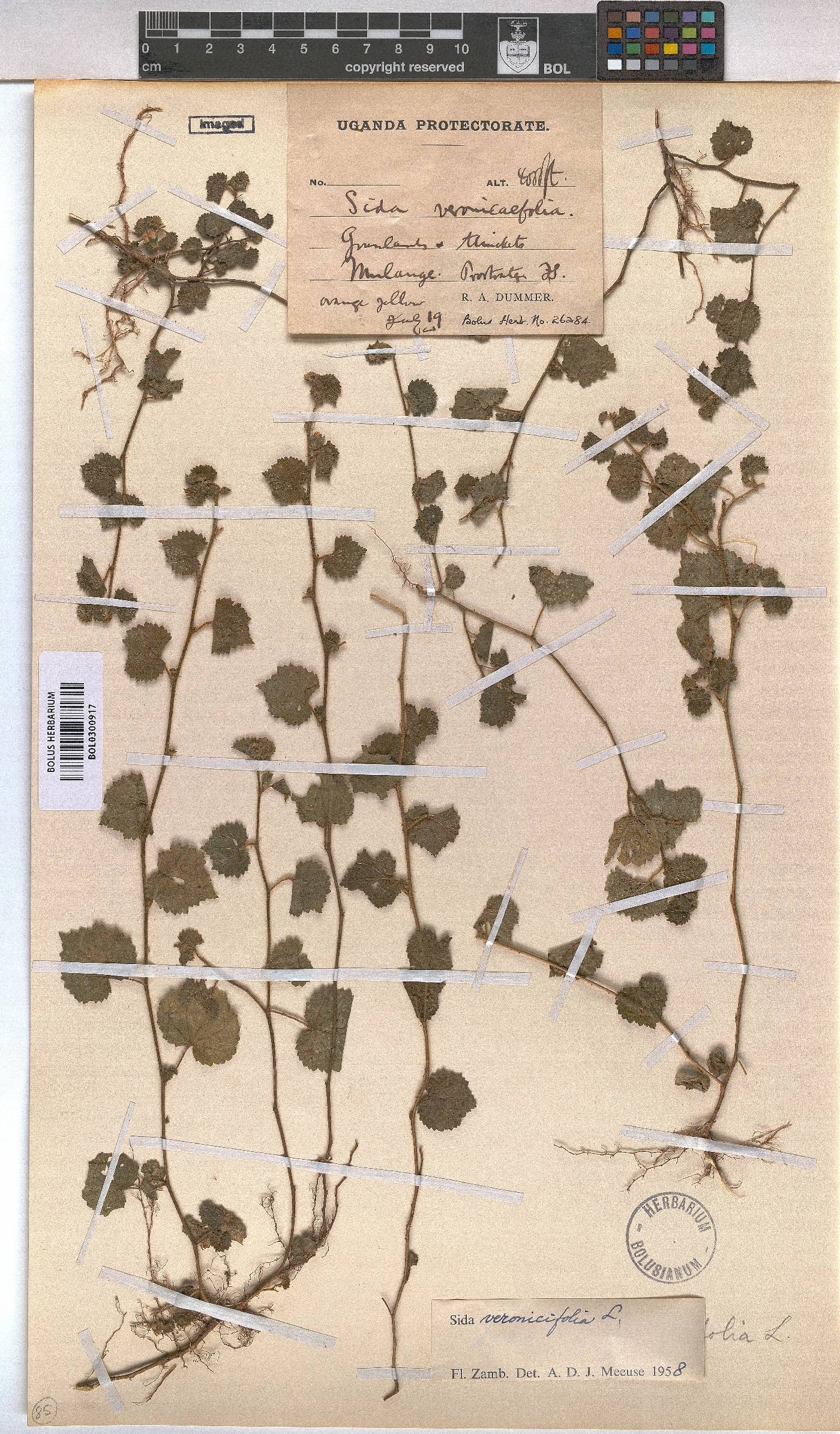 Sida cordata image