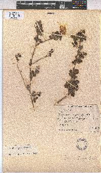 Image of Pavonia dregei