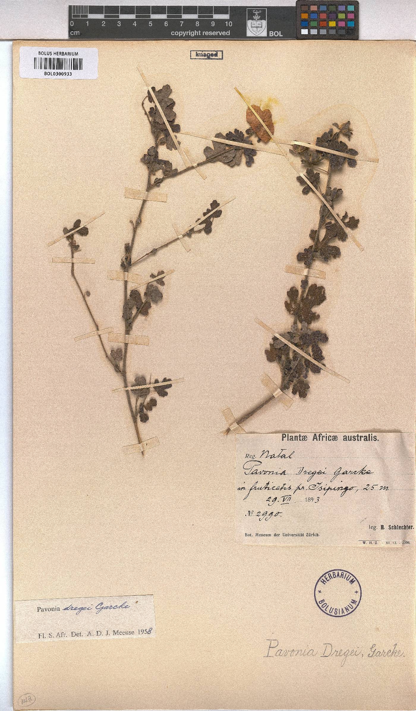 Pavonia dregei image