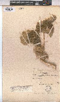 Radyera urens image
