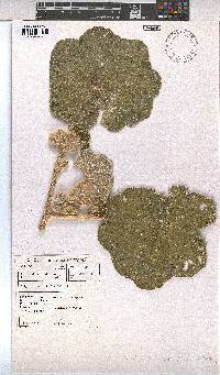 Radyera urens image