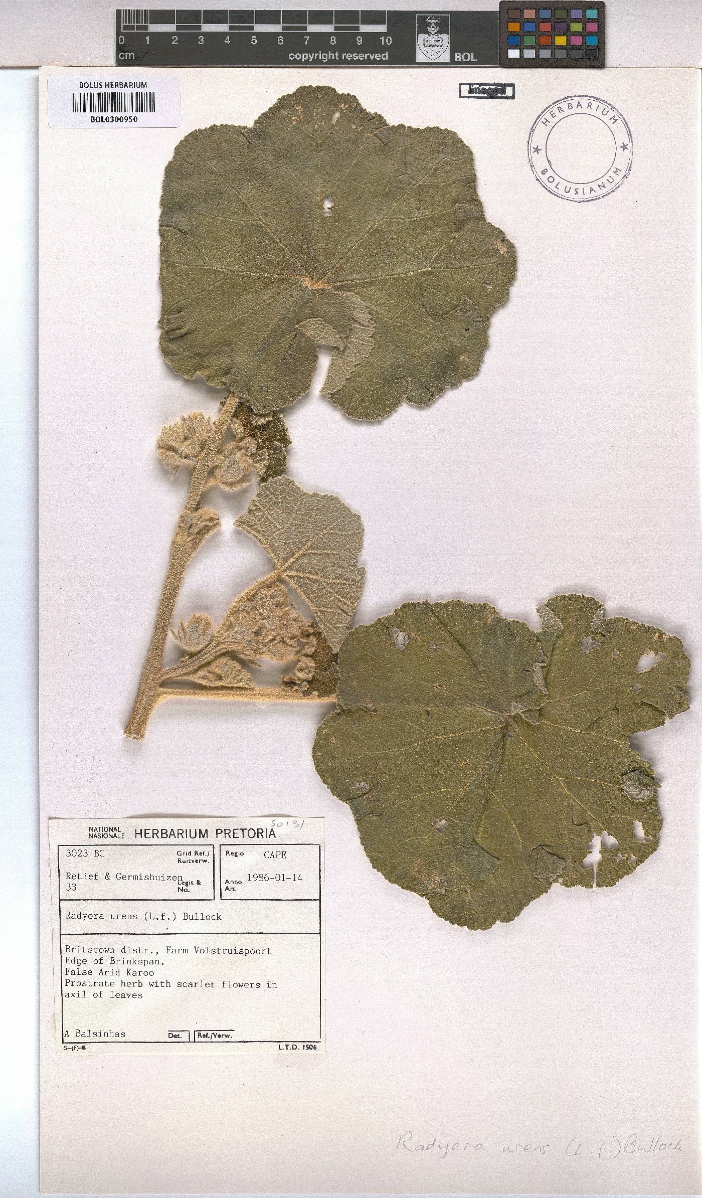 Radyera urens image