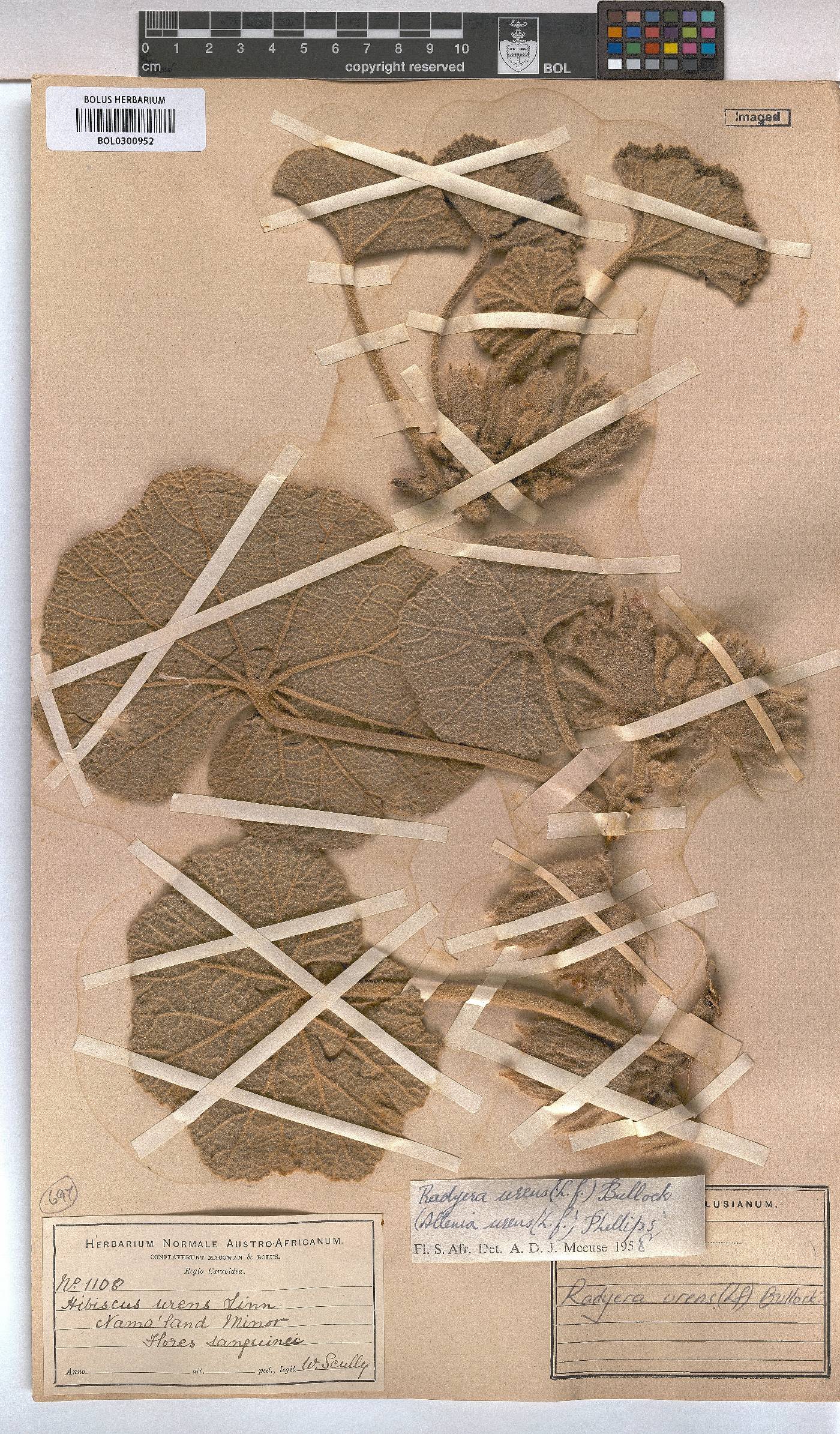 Radyera image
