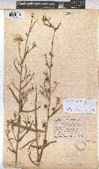 Kosteletzkya buettneri image