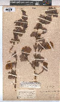 Cienfuegosia gerrardii image