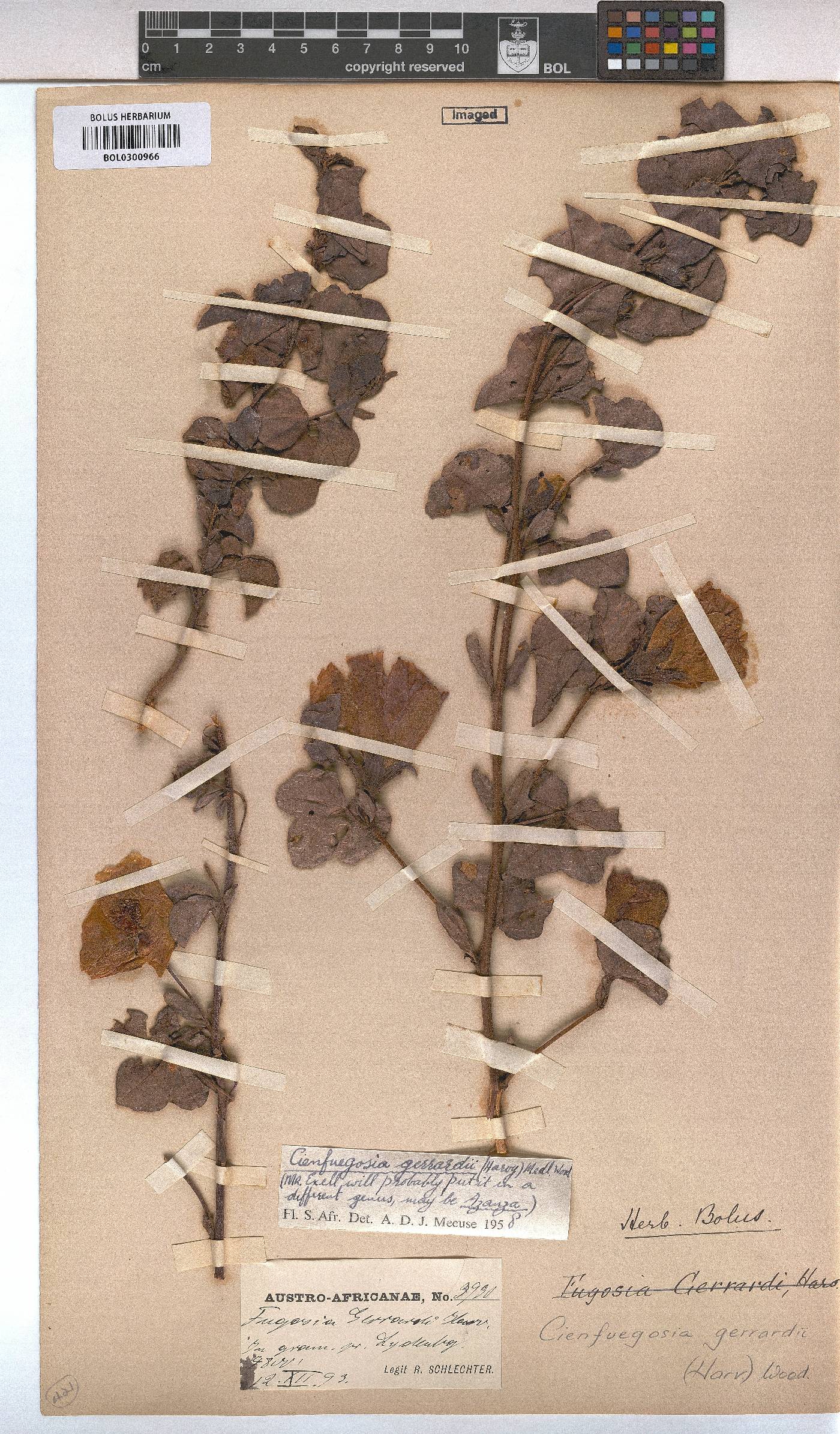 Cienfuegosia gerrardii image
