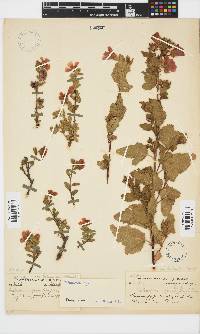 Malvastrum coromandelianum image