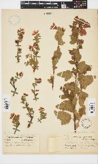 Malvastrum coromandelianum image