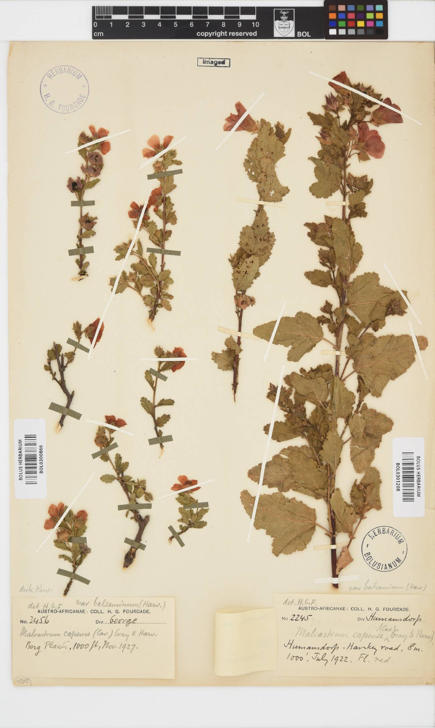 Malvastrum coromandelianum image