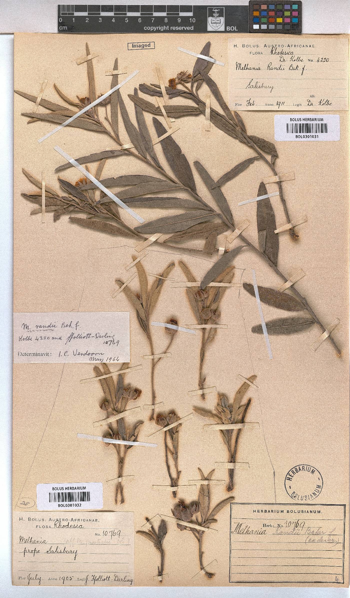 Melhania randii image