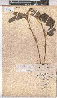 Melhania forbesii image