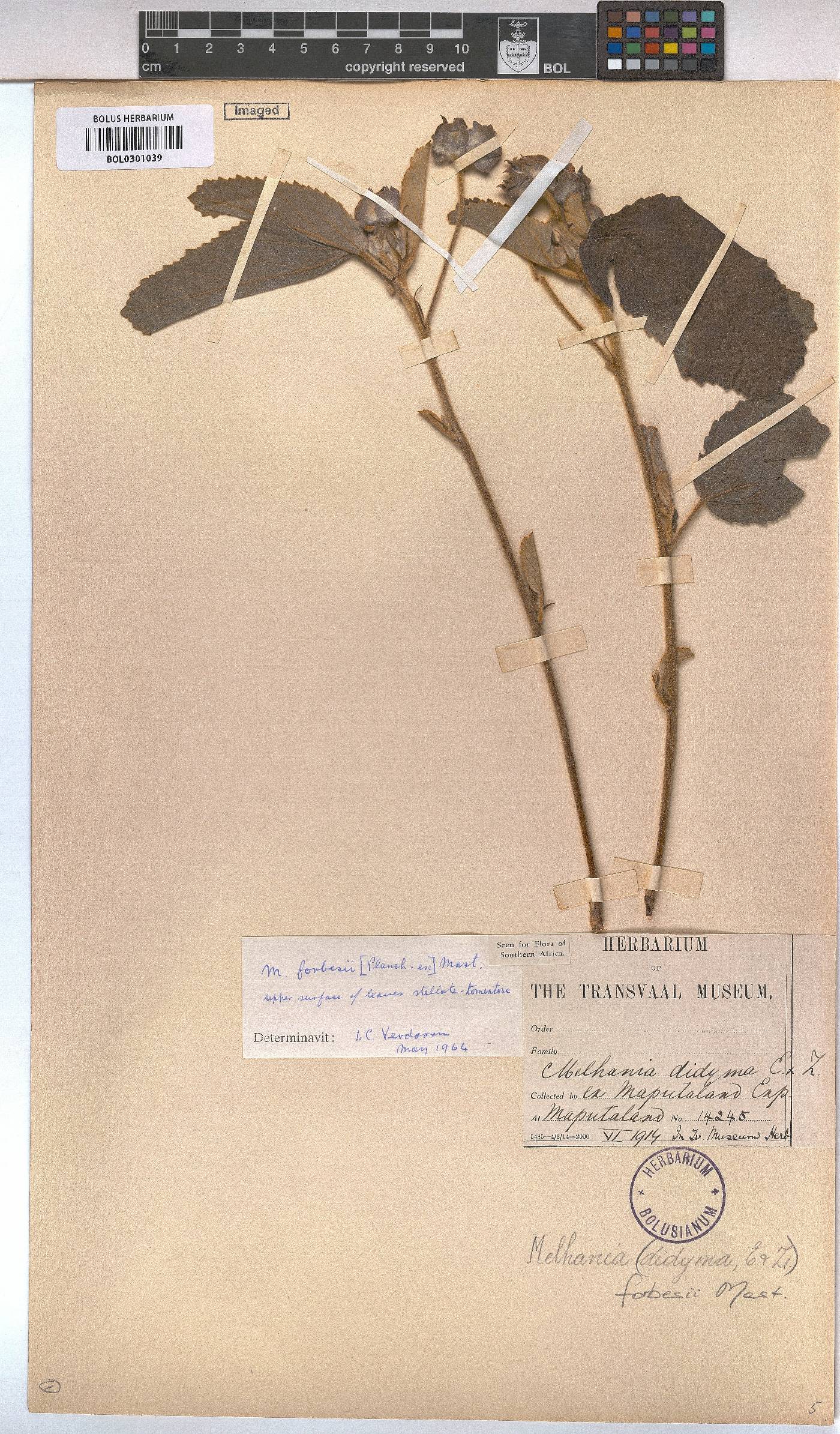 Melhania forbesii image