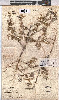 Melhania forbesii image