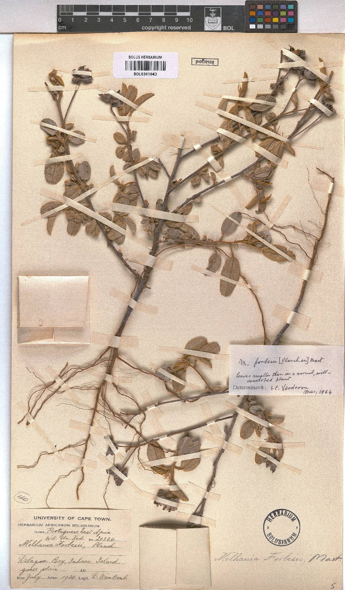 Melhania forbesii image