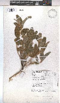 Melhania acuminata var. acuminata image