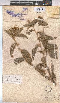 Melhania acuminata var. acuminata image