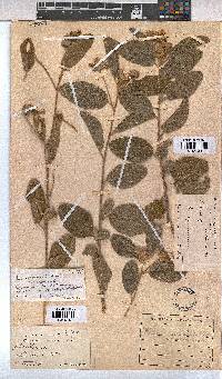 Melhania acuminata var. acuminata image