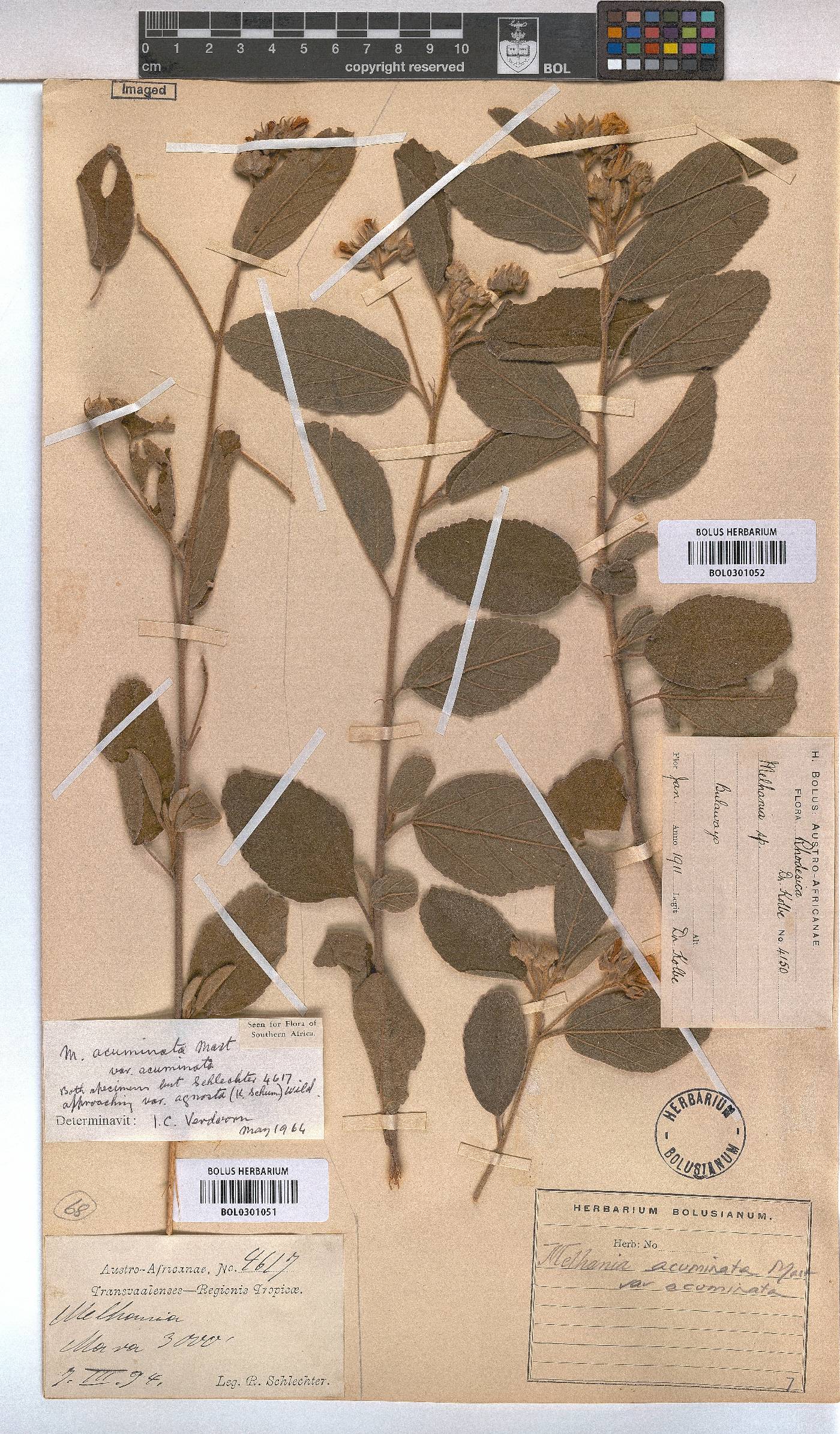 Melhania acuminata image