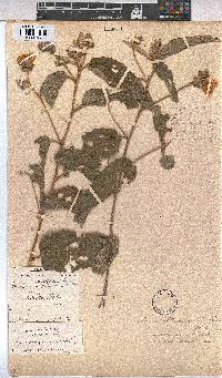 Melhania acuminata image
