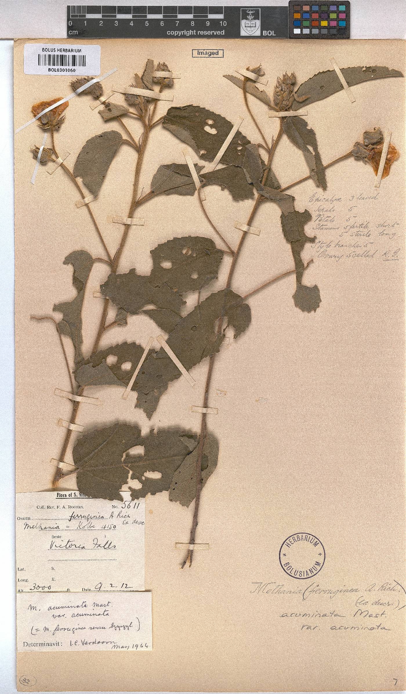 Melhania acuminata var. acuminata image