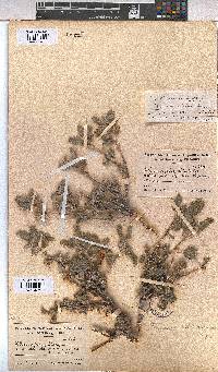 Melhania rehmannii image
