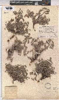 Melhania rehmannii image