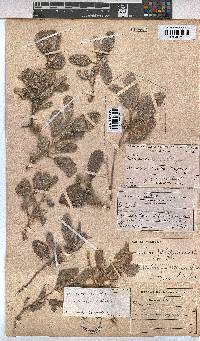 Melhania rehmannii image