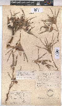 Melhania burchellii image