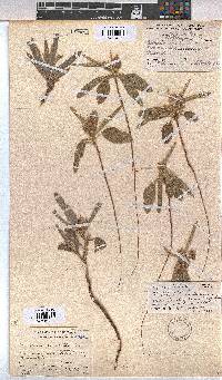 Melhania burchellii image