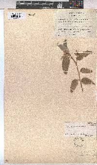 Melhania damarana image