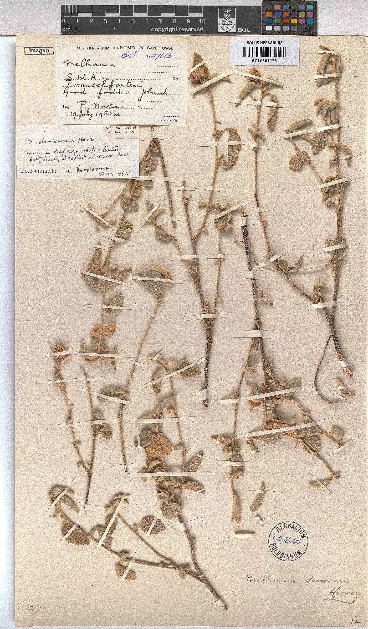Melhania damarana image